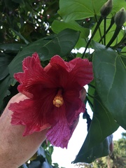 Thespesia grandiflora