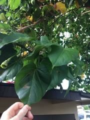 Thespesia grandiflora