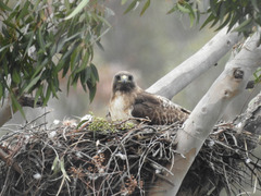 Buteo jamaicensis