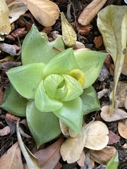 Haworthia cymbiformis