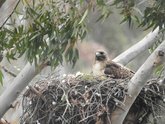 Buteo jamaicensis