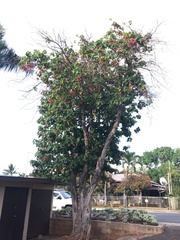 Thespesia grandiflora