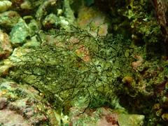 Cucumaria piperata