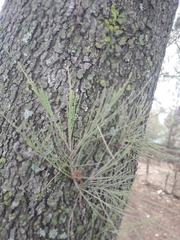Casuarina equisetifolia