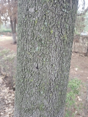 Casuarina equisetifolia