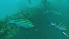 Parapristipoma trilineatum