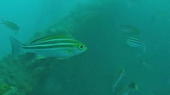 Parapristipoma trilineatum