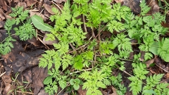 Anthriscus sylvestris