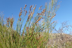 Platycaulos compressus