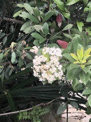 Photinia raupingensis
