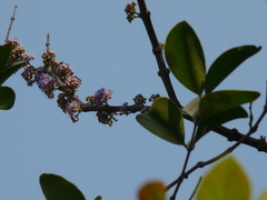 Memecylon umbellatum