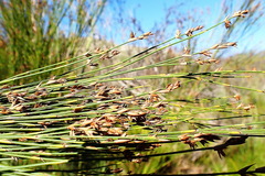 Platycaulos compressus