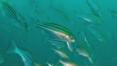 Parapristipoma trilineatum