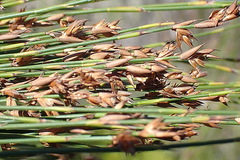 Platycaulos compressus