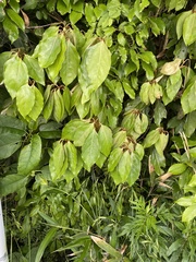 Cinnamomum camphora