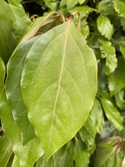 Cinnamomum camphora
