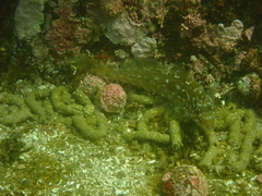 Hexagrammos
