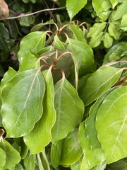 Cinnamomum camphora
