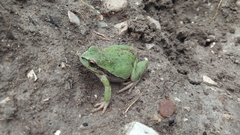 Hyla euphorbiacea