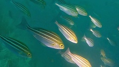 Parapristipoma trilineatum