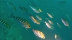 Parapristipoma trilineatum