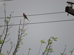 Haemorhous mexicanus