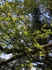 Carpinus rankanensis