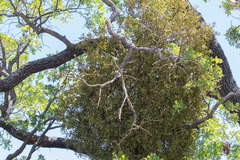 Phoradendron leucarpum tomentosum