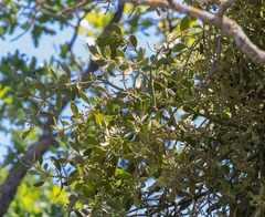 Phoradendron leucarpum tomentosum
