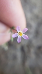 Leptosiphon bolanderi