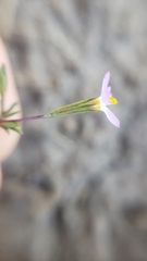 Leptosiphon bolanderi