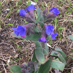 Pulmonaria mollis