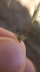 Leptosiphon bolanderi