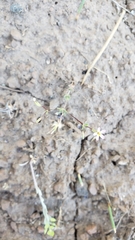 Leptosiphon bolanderi