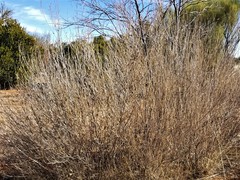 Anisacanthus quadrifidus wrightii