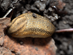 Arion fasciatus