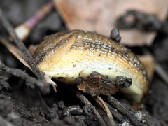 Arion fasciatus