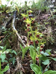 Calanthe tricarinata