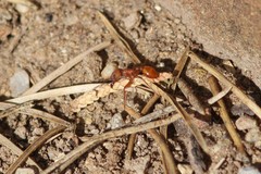 Pogonomyrmex occidentalis
