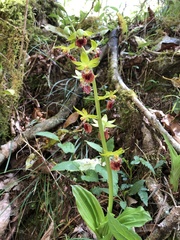 Calanthe tricarinata