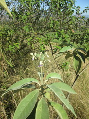 Solanum mauritianum