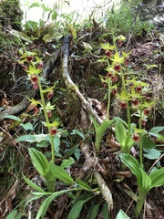 Calanthe tricarinata