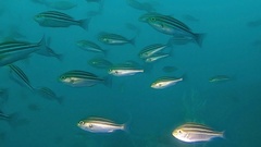 Parapristipoma trilineatum