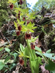 Calanthe tricarinata