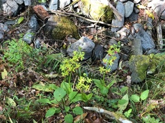 Calanthe tricarinata