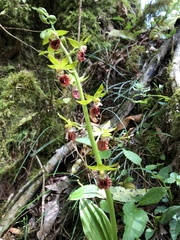 Calanthe tricarinata