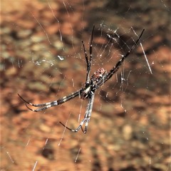 Argiope radon