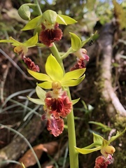 Calanthe tricarinata
