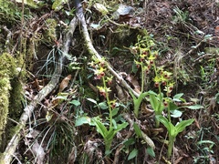 Calanthe tricarinata