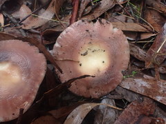 Russula kalimna